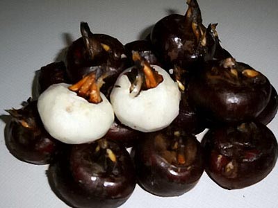 10个马蹄赛过退烧药